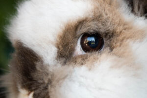 closeup of a house rabbit eye
