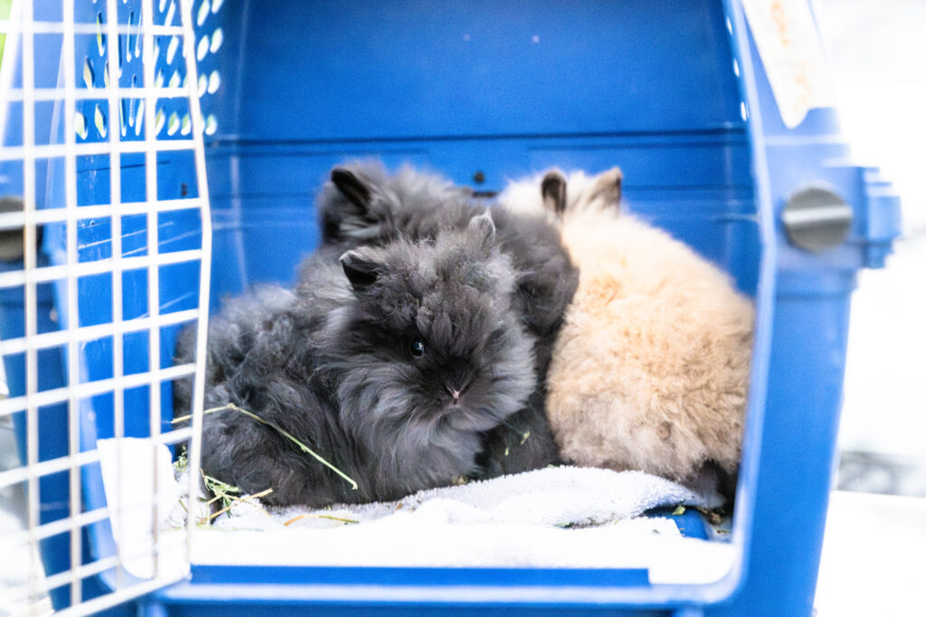 rescued baby lionhead rabbits in a carrier.