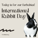 International Rabbit Day 2