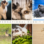 international rabbit day 3