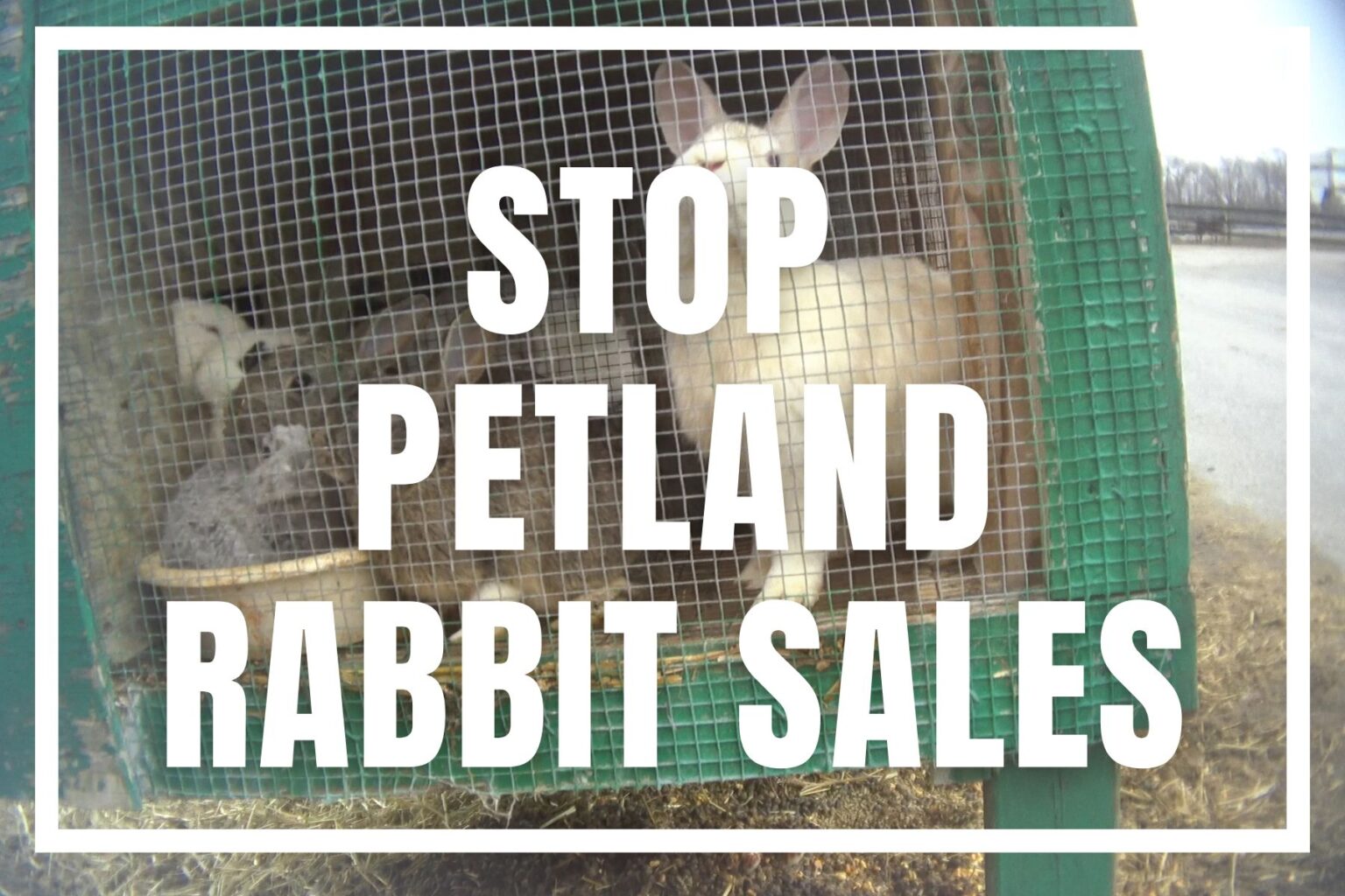 Petland’s Business of Cruelty Selling Suffering, Ignoring Welfare