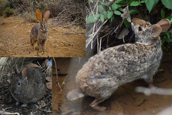 collaged image of three wild rabbits