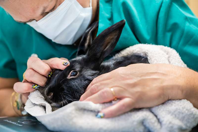 Rescued rabbit receiving care from a veterinary technician after intake at a rabbit rescue