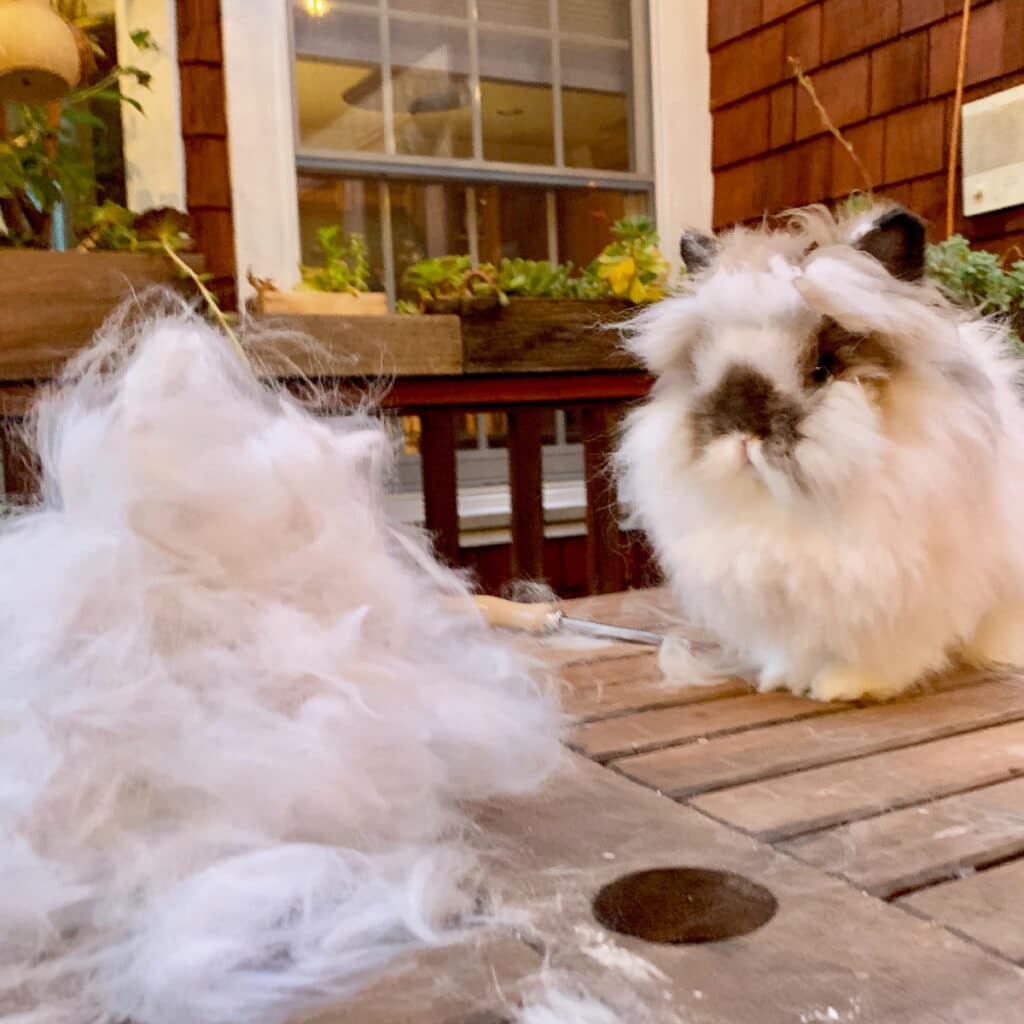 Lionhead rabbit sitting on a wooden table next to a large pile of brushed-out fur after grooming.