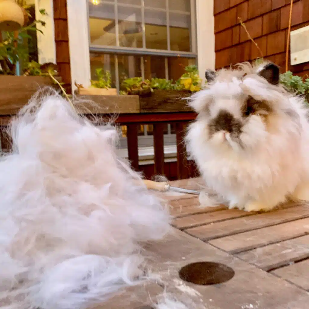 Lionhead rabbit sitting on a wooden table next to a large pile of brushed-out fur after grooming.