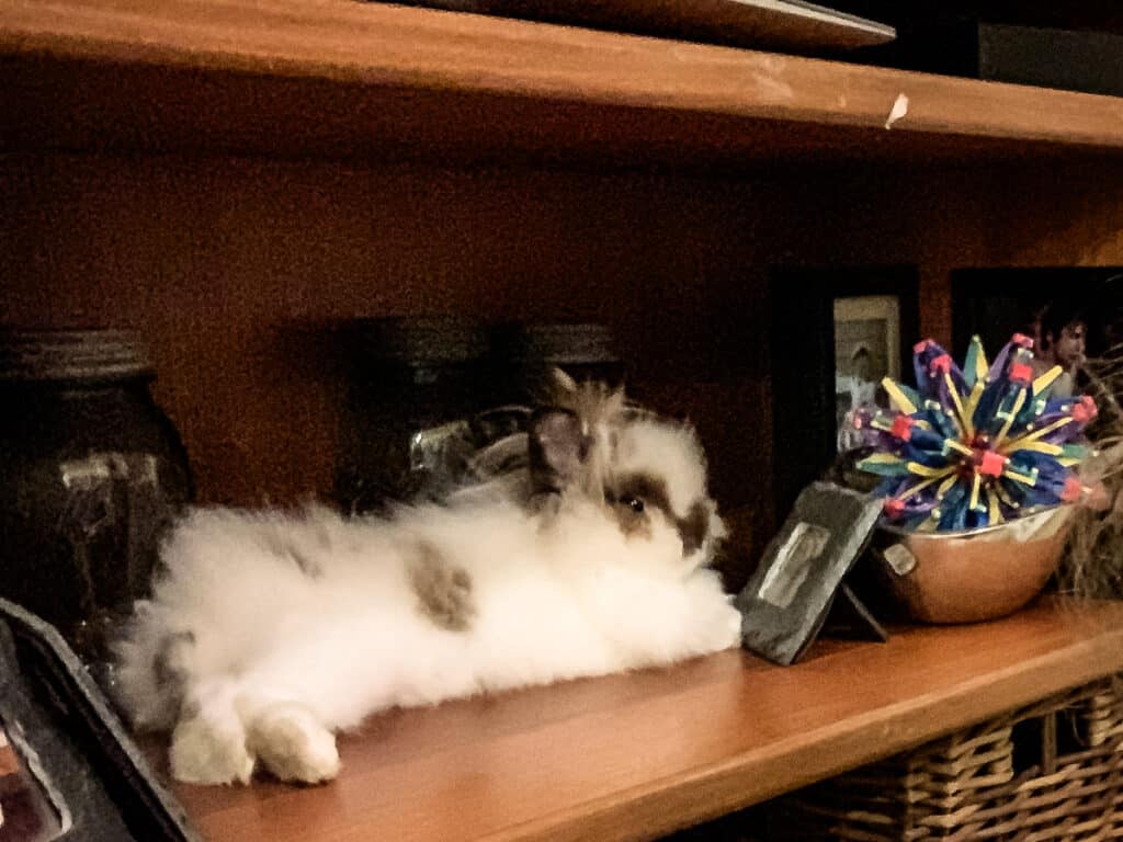 baby bunny