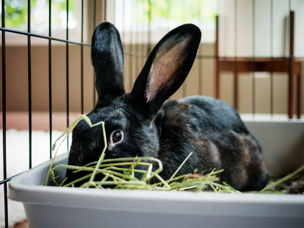 Healthy indoor rabbit eating hay — good diet and preventive care help avoid common rabbit health problems.