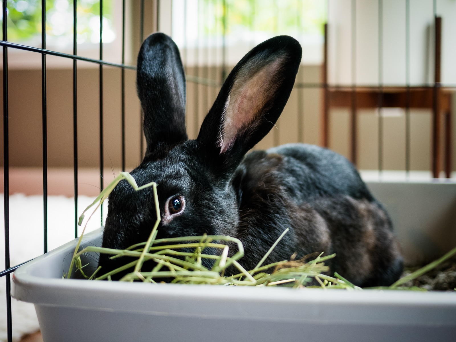 Healthy indoor rabbit eating hay — good diet and preventive care help avoid common rabbit health problems.