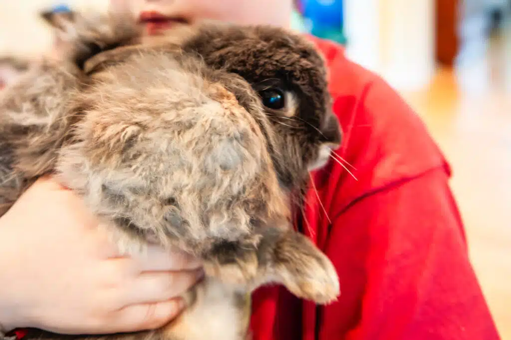 Rescued lionhead rabbit with severe matting being gently held during intake evaluation.