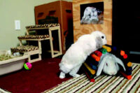 house rabbits in an enriched pay environment