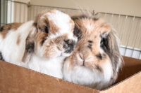 two house rabbits on a cardboard house
