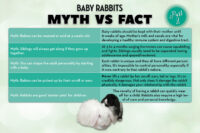 baby house rabbit graphic