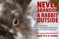house rabbit and text warning not to abandon a rabbit outside