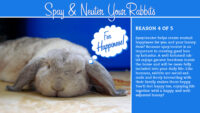 happy spayed/neutered house rabbit sleeping