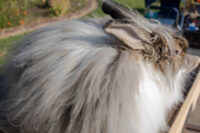 angora rabbit with long fur