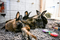 three disabled rabbits snuggling on a rug