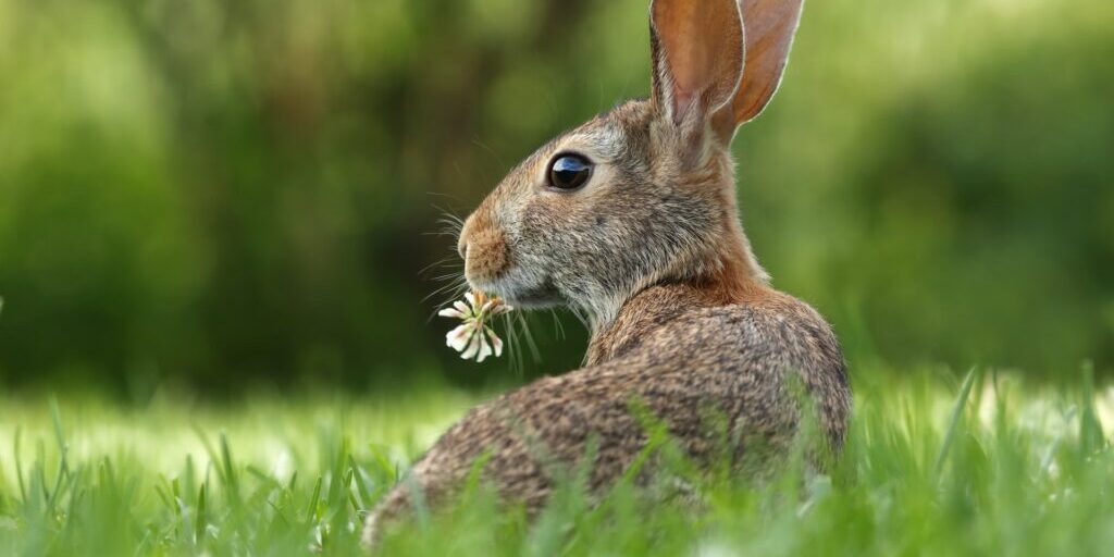 a wild rabbit in the grass