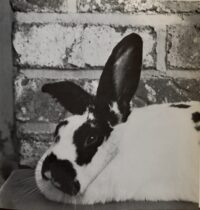 a portrait of a house rabbit