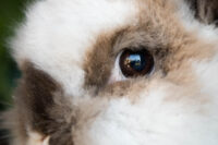 closeup of a house rabbit eye